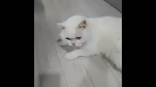 궁디팡팡 중독냥(4분)
