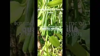 vanilla in all types are available real us on our stores