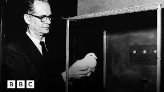 The WW2 experiment to make pigeon-guided missiles | BBC Global