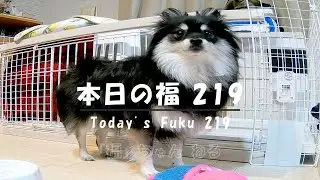 【ポメラニアンの福】1724 本日の福 219・Today's Fuku 219