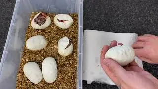 Ball Python Egg Cutting Time! GHI LESSER YB het CLOWN x SUPERFLY CLOWN!!