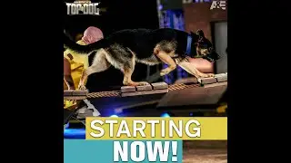 Xerxes on America's Top Dog S3 E1 - Round 2