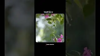 kune aji dusokute😍 Zubeen garg old song🥰Whatsapp status