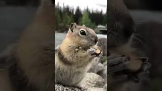 Adorable forest friend. 💚💚💚#cute #cuteanimals #asmrnature