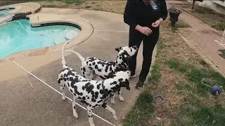 Could these 2 local Dalmatians take home the top prize at the National Dog Show?
