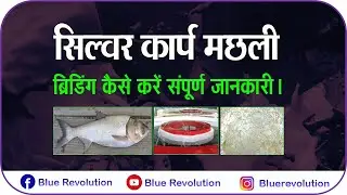 How to Breed Silver carp in hatchery || carp breeding techniques || ICAR-CIFA