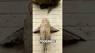 O Peixe VOLTOU a Vida! #curiosidades #incrivel #animal #peixes