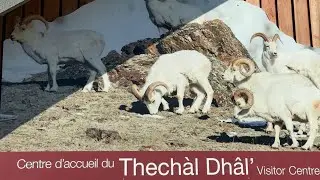 Dall's Sheep in Kluane - Yukon Canada