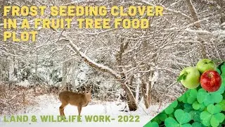 Frost Seeding Clover to Establish an Apple Tree Food Plot! | Land & Deer Work