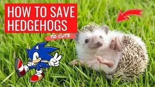 How to save HEDGEHOGS! - Tips & Tricks