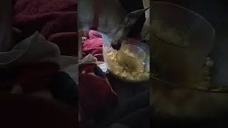 my dog loves stealing my popcorn