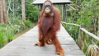 Monkeys Being Silly Will Make You Laugh Hard 😁 Funniest ANIMAL Videos