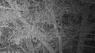 Two southern flying squirrels running around in an oak tree