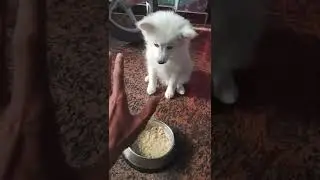 80 days old Indian Spitz training time 🤣🤣 // #shorts #youtubeshorts #pomeranian #indianspitzpuppy