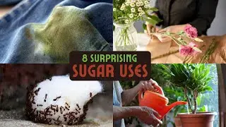 8 Surprising Sugar Uses In The Garden You Don&rsquo;t Believe Are Possible