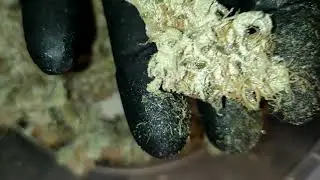 Banana cake 🍌🧁🥶😱🎯🥊🔝⛽💚
