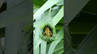 Incredible Biodiversity - Birds with the Most Extravagant Nests! (2024) #birds