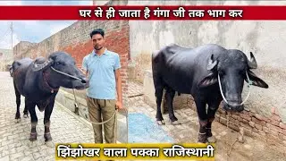 असली मर्द झोटा मालिक का कहना है झोटा अगर घर से जोड़ दिया तो गढ़ गंगा जी पर ही जाके रुकेगा उस रात को