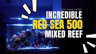 Incredible Red Sea Reefer 500 Mixed Reef Aquarium - Canadian Reef Tank Tours - Marie B C