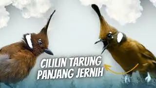 Suara Masteran Cililin Jernih HD Berjeda Mudah Ditirukan