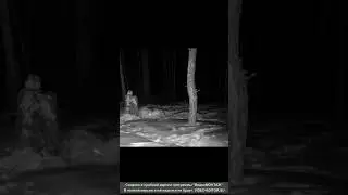 Заяц убежал от волка/The hare ran away from the wolf #siberia
