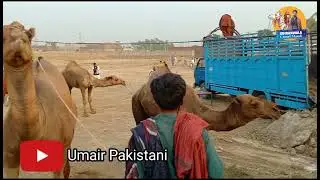 Gujranwala Camel Mandi 2021 unloading Camel Near Wapda Town Gujranwala