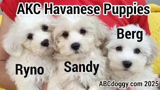AKC Havanese Puppies * Ryne Sandberg Tribute Litter * ABCdoggy.com 2025