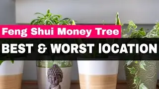 Feng Shui Money Tree - Best & Worst Locations