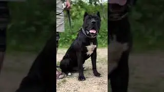 18 month Majestic Presa Pup #presa #presacanario #protectiondog #familyguardian #familydog #guarddog