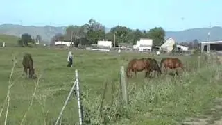 Horse Gymkhana Follow Up & 2 Additional Videos - No Hating- Rick Gore Horsemanship