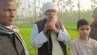 Profit from poplar trees Rs 8 lakh after 4 years | Trending Nature
