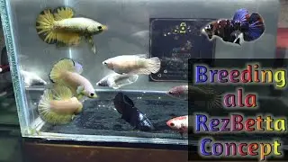 Cross Breeding Ala Rez Betta Concept