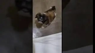 ShihTzu filhote come&ccedil;ar latido agora 2 m&ecirc;s