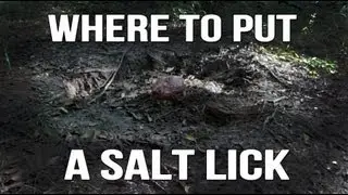 Whitetail Deer Hunting Tip:Where to put a salt lick/How to use a salt lick