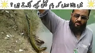 How to catch baam fish | very easy and fast | bam fish catching | Tarbela dam fishing 2021