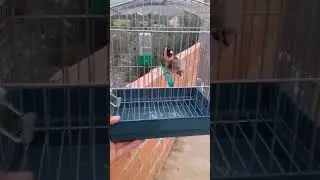 الحسون الجزائر الاصيل (جيجلي)