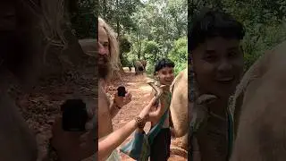Жизнь со слонами в Таиланде 🐘💩🍄&zwj;🟫