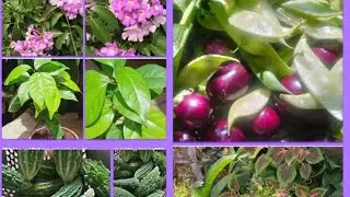 Update terrace garden vegetables and fruits and cutting update . flowers different varieties
