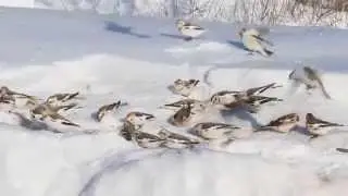 L'oiseau plectrophane des neiges