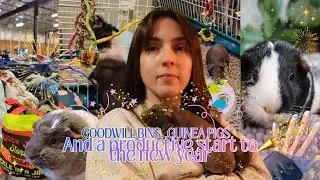 GOODWILL, GUINEA PIGS AND A PRODUCTIVE START TO THE NEW YEAR