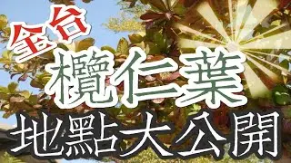 🐁全台欖仁葉🐁🍭100個地點大公開🍭ft.@OTOT9453 🍭若知道哪裡還有欖仁樹歡迎在影片下方留言。