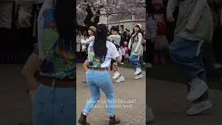 Filming at Cherry Blossoms at UW! #UWCherryBlossom #StayCBubble #kpop #kpopdancecover