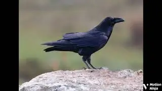 VERSO CORVO