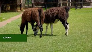 Llama