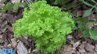 lollo bianda lettuce | Lactuca sativa | Lettuce review