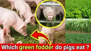 Pig farming in India. Green grass green fodder for pigs. Pig can eat green grass. Pig feed formula