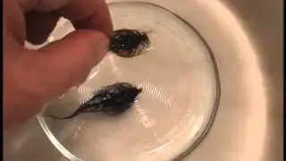 Inverted Bead Leech