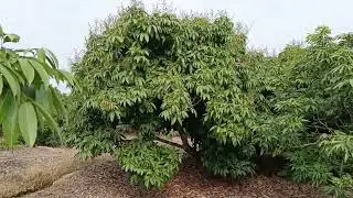 Vải u hồng đ&atilde; nở hoa c&aacute;i, 2/2/2026