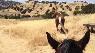 Loose Horse trying to Push & Control a Higher Horse - Rick Gore Horsemanship