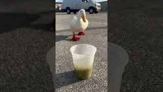 Cute Duck Trap 🦆
